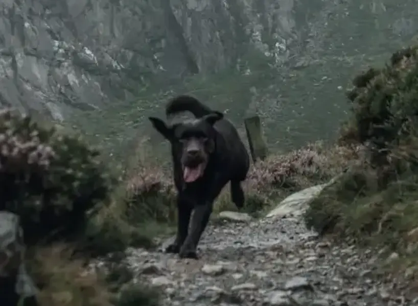 labrador hiking